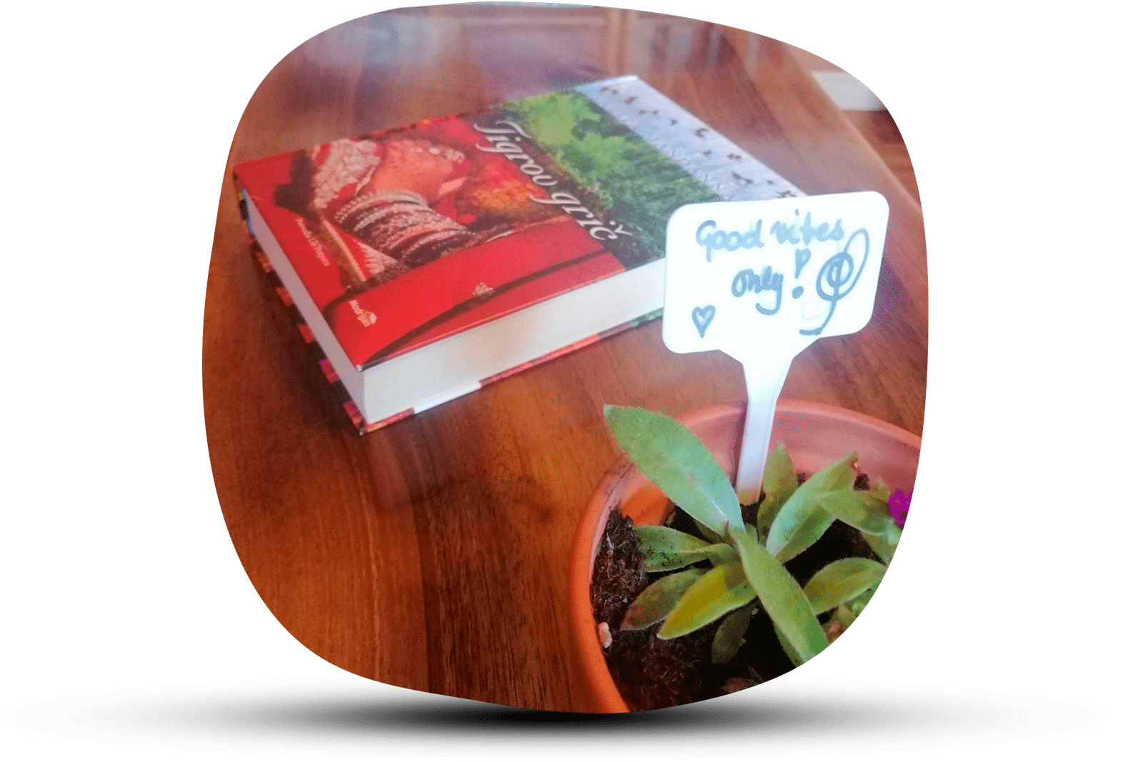 Miza za kavo iz orehovega lesa z živim robom - slika 7