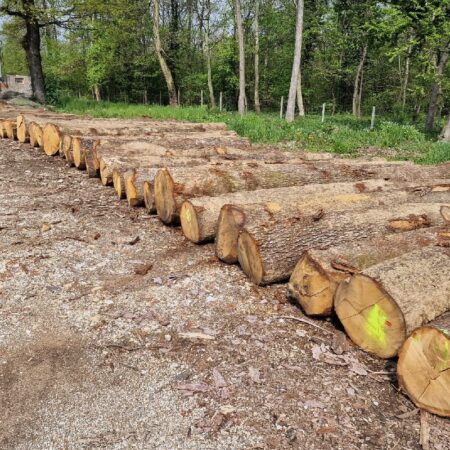 Oak logs